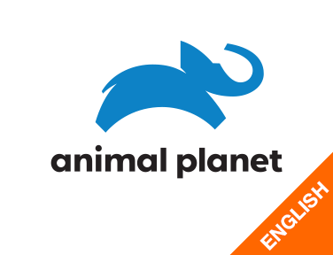 Animal Planet English